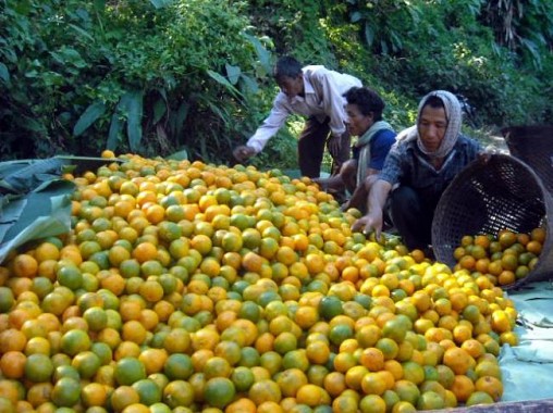 Jampui Oranges of Tripura Nov-Dec 2013