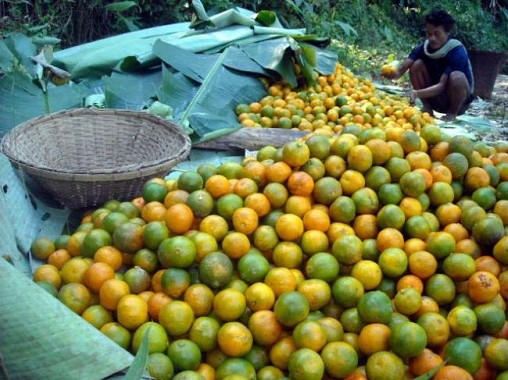 Jampui Oranges of Tripura Nov-Dec 2013