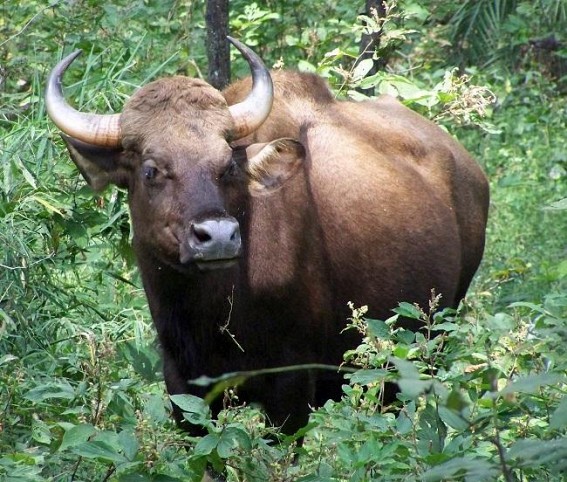 Wild Life: Trishna sanctuary : New lease of life for Bison