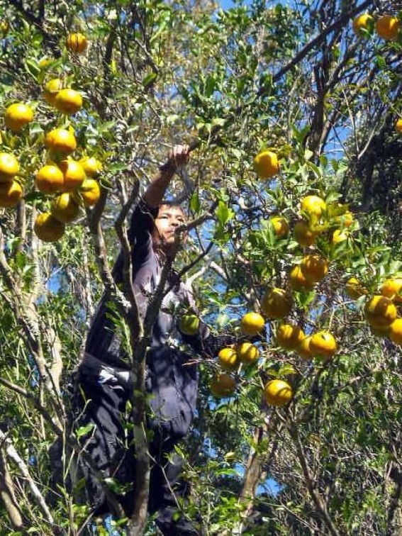 Popular â€œOrange Festivalâ€ will be celebrated at Jampui Hills on November 21st with zeal and fervor