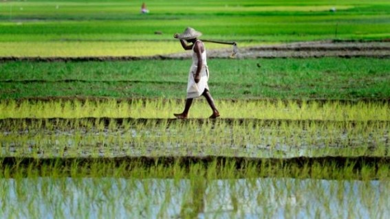 Rains fall short, seasonal agricultural produce faces risk