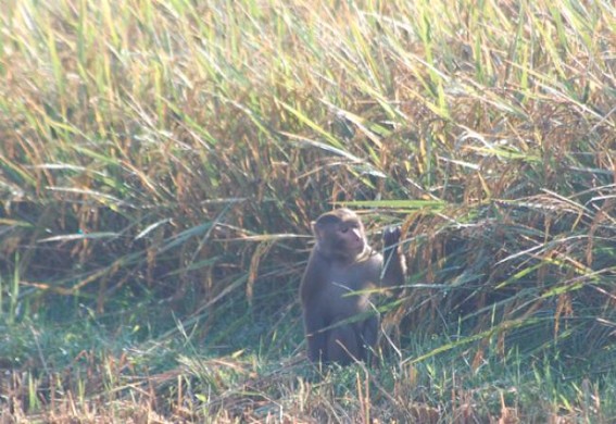 Monkeys wreak havoc in Samaprasad area near Agartala