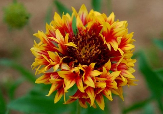 Flower blooming at Battala. TIWN Pic May 19