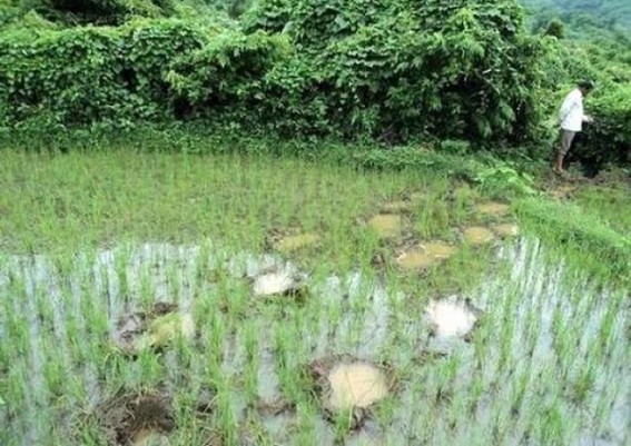 Massive destruction by wild elephants: Muteness of police caused panic to the villagers