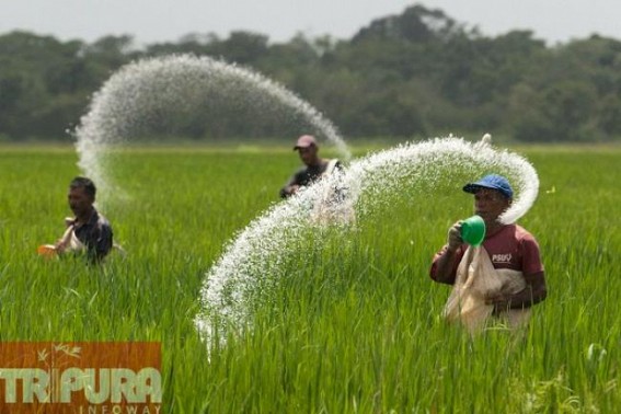 Urea crisis hits state, authority plays the role of silent spectator