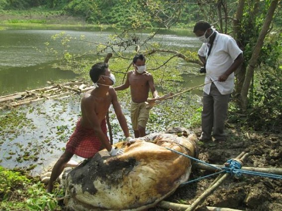 Baby elephant found dead in lake at Amarpur