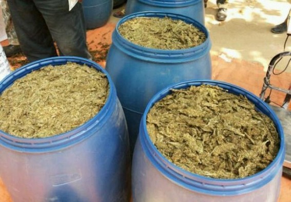 Ganja worth Rs 10 lakh seized: BSF Ganja worth Rs 10 lakh seized: BSF