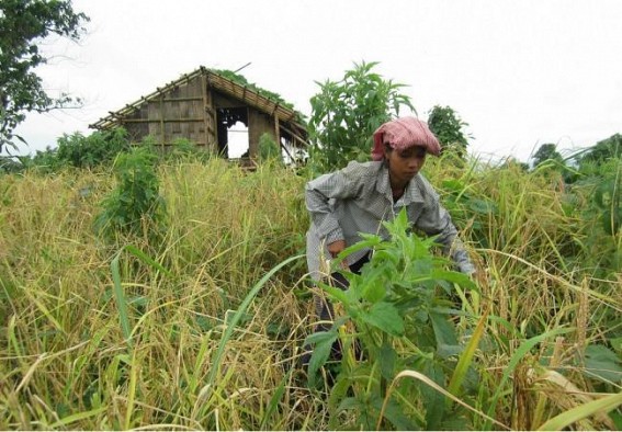 Militant attacks halt wire fencing work along Indo-Bangla border at Gandacherra: Frequent attacks reported last 5 days