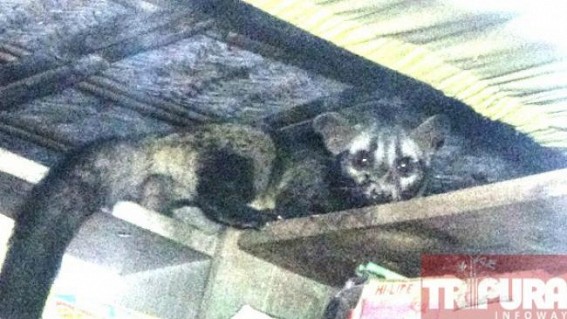 Kalyanpur: Forest Dept. recovered a Civet Cat Kalyanpur: Forest Dept. recovered a Civet Cat