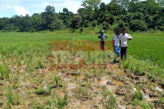 Negligence of Forest Dept caused massive losses to farmers 