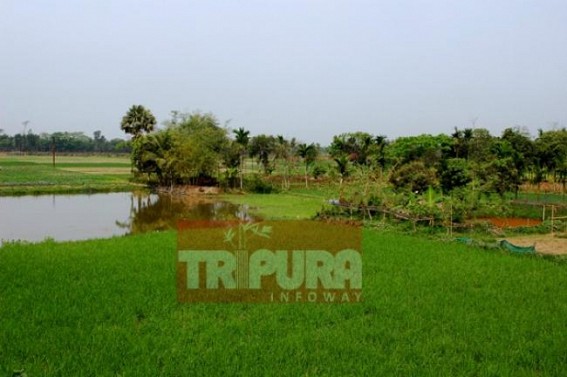 Rain ends dry streak, gives life into green fields  