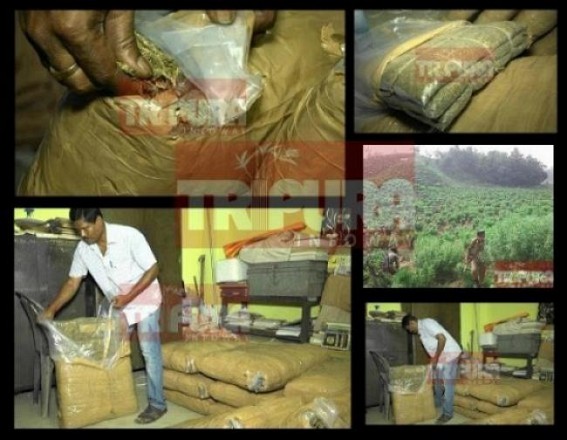 After Sonamura Ganja business rampant at North Tripura : Huge Production also unable to meet the Demand for ganja 