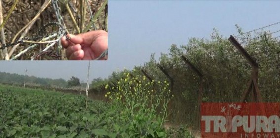 Cattle smuggling on Indo-Bangla border goes rampant