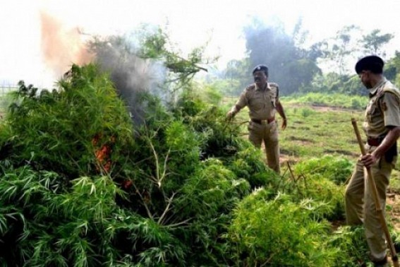 Ganja recovery time to time abandoned without Action ! Free narcotic business hits law and order of NE Tripura