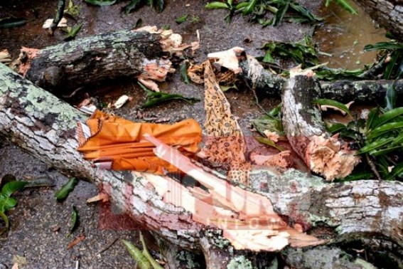 Cyclone killed one woman at Agartala 