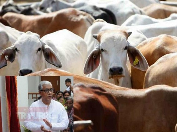 Manik cries for beef