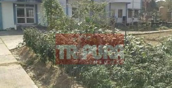 Instead of telecasting, Dharmanagar radio center cultivating vegetables