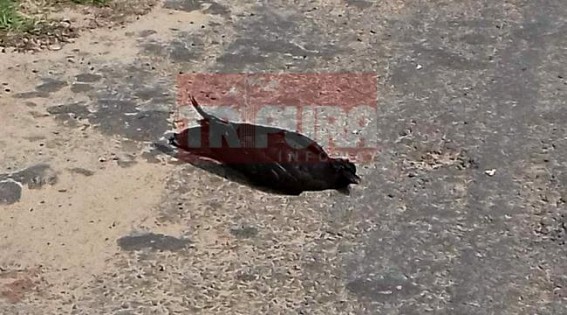 Blood flu alert : many crows died at South Tripura