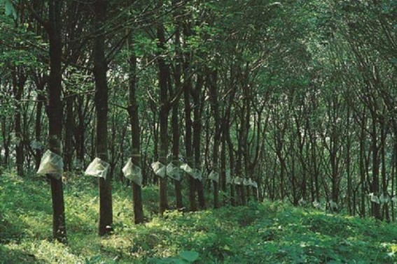 Output to fall almost 15% because of Kerala floods: Rubber Board chief