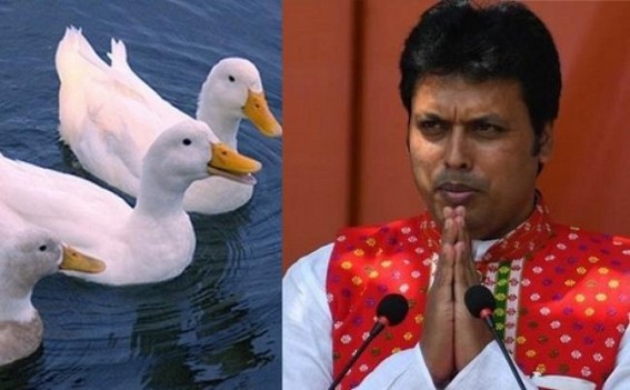 50,000 Ducks for Neermahal areaâ€™s people turning another JUMLA