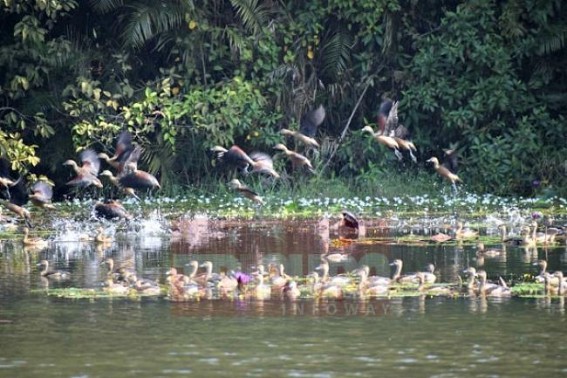 Migratory birds start arrival to enliven Tripura in winter
