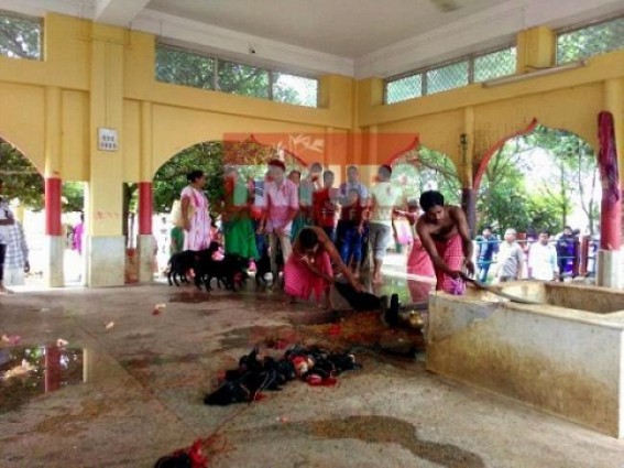 Diwali celebrated in Tripura with traditional 'Bali' system in Kali Temples, Animal Sacrifice in the name of Goddess 