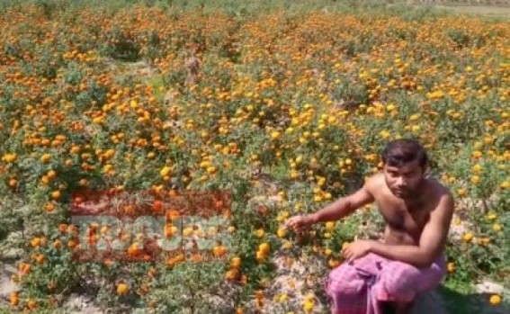 Gardeners reel under losses due to lockdown