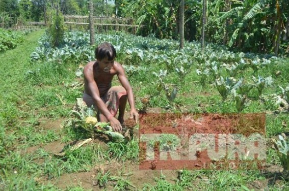 Farmers' seek Govt compensation for crop damages 