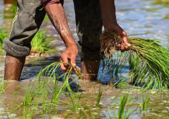 Paddy, wheat still preferred crop in maximum households