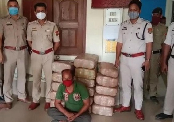 Huge amount of dried cannabis seized by Teliamura Police