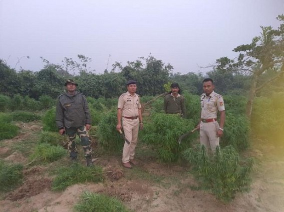 Police destroyed a massive Ganja-field in Belonia