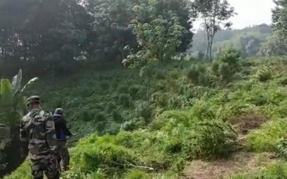 Bishalgarh Police destroyed a huge amount of cannabis plants in the Chelikhla area under Bishalgarh