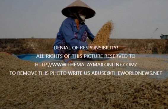 Sri Lanka calls on farmers to grow more rice as food situation worsens