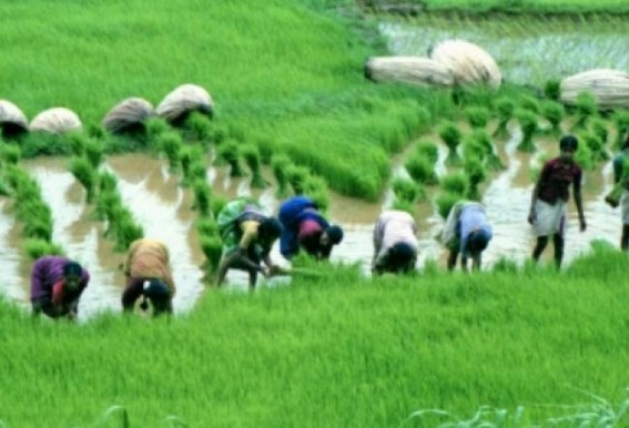 Agri Ministry open to pro-farmer changes in Crop Insurance scheme: Official