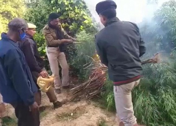 Police destroyed 100 ganja trees in an anti-ganja drive Police destroyed 100 ganja trees in an anti-ganja drive