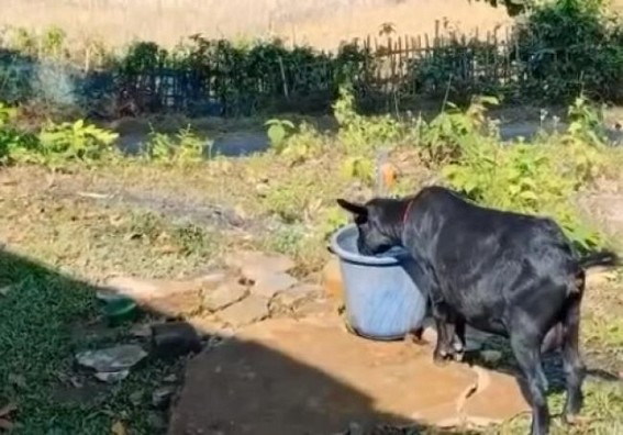 Hira Era...! Goats and students drink water from same container in an Upper Primary School in Charilam Hira Era...! Goats and students drink water from same container in an Upper Primary School in Charilam