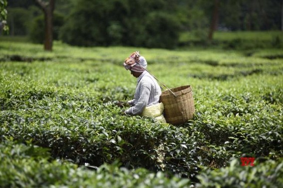 Assam tea industry eyes solar projects to augment revenue