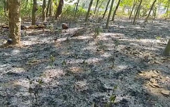 Miscreants allegedly set fire to a rubber garden in South Champamura area
