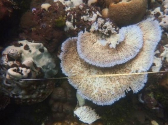 Climate change could cause disease to 76.8% of corals by 2100
