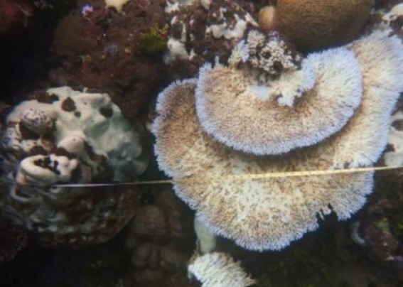 Climate change could cause disease to 76.8% of corals by 2100