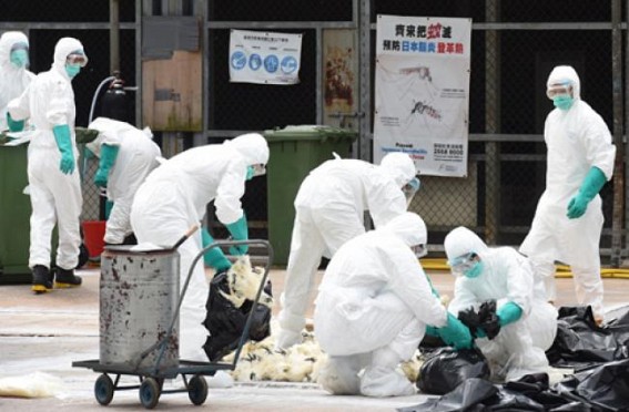 Japan culls 40,000 birds after 1st avian flu outbreak of season reported