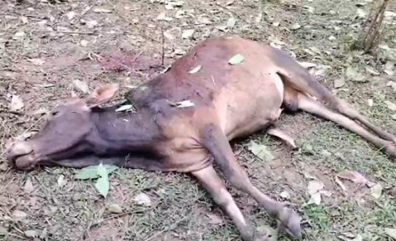 Wild Elephants killed cattle in Teliamura, Kapal Tila ; Villagers sought government attention