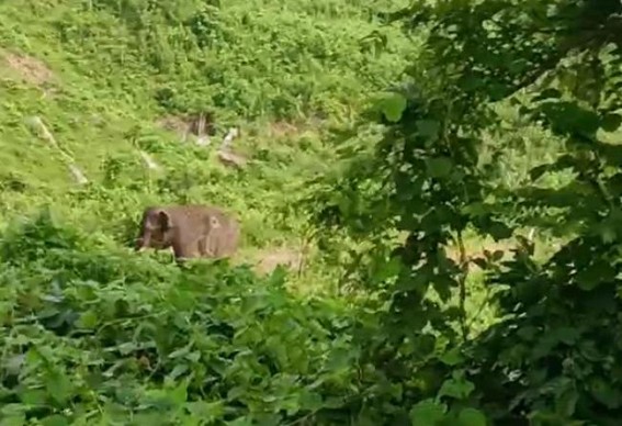 Cattle killed by Wild Elephant in Kalyanpur