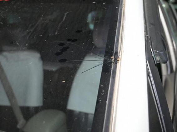 BJP MP Raju Bista’s convoy attacked by miscreants in north Bengal