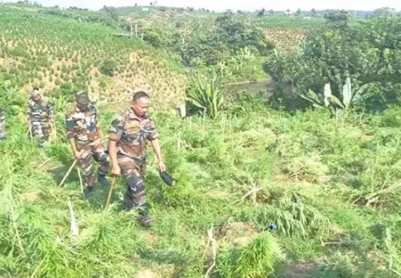 Sonamura Police Destroyed 34 Ganja Gardens