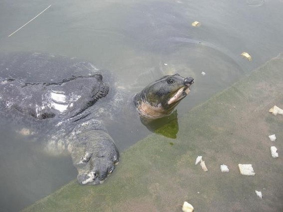 Bulldoze the embankments at Matabari pond to save the Turtles
