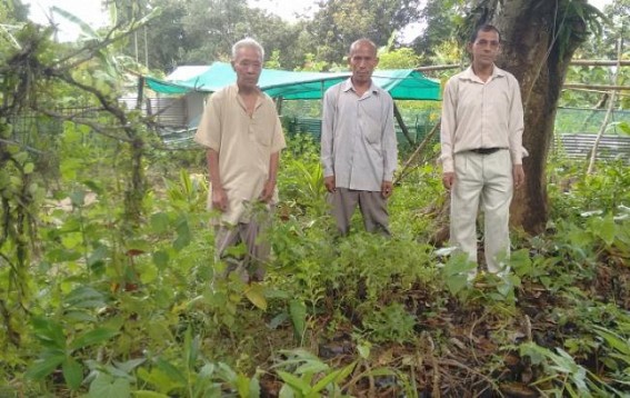Tripura Traditional Healers to Sustain with Treasure of their Herbal Gardens