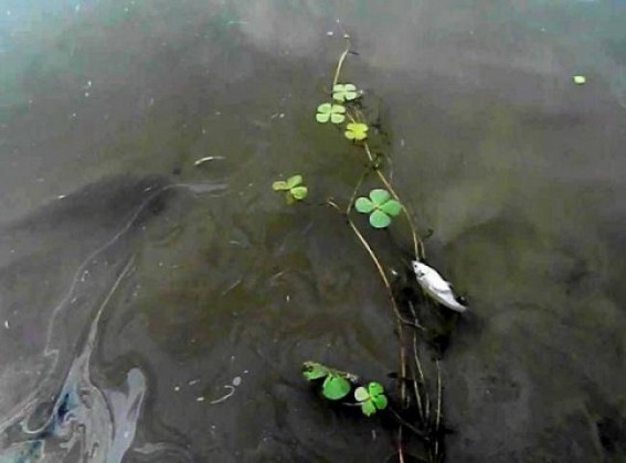 Oil spill detected in Gomati River again: ONGC team dispatched; River water under inspection Oil spill detected in Gomati River again: ONGC team dispatched; River water under inspection