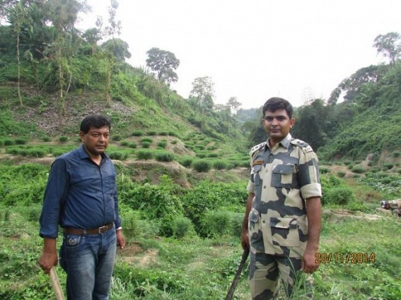 Record Ganja plantations worth Rs.10 crores destroyed in Sonamura by SDM, BSF, Excise joint team