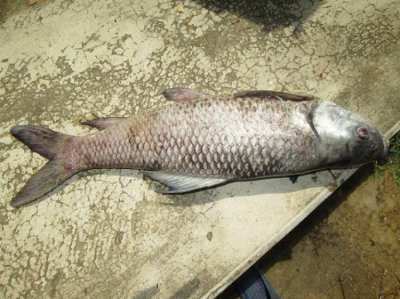 Fishes die at Kalyansagar lake after rare turtles
